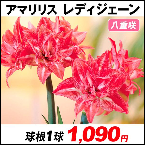 球根 アマリリス 八重の人気商品 通販 価格比較 価格 Com