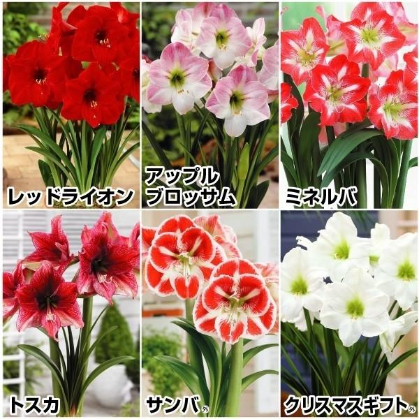 アマリリス 一重咲ポットaセット 6種6箱 各1箱 花の球根 国華園 n P1 0031 花と緑 国華園 通販 Yahoo ショッピング