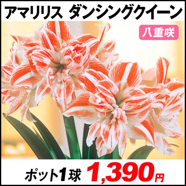 球根 アマリリス 八重 球根の人気商品 通販 価格比較 価格 Com