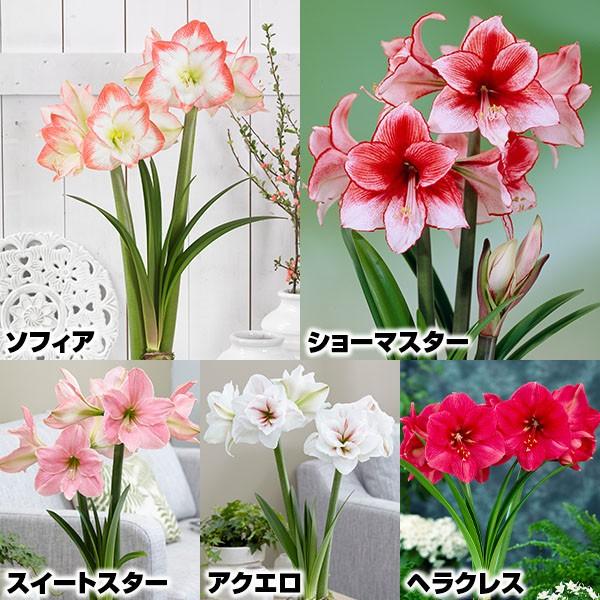 アマリリス 9月号ポットセット 5種5箱 各1箱 花の球根 国華園 Antoniodomingo Es