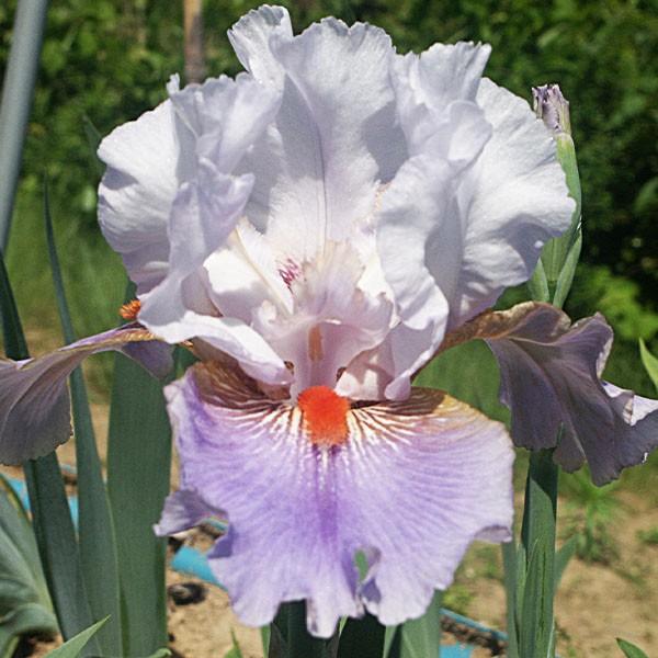 ジャーマンアイリス 裸苗 タウンクラウン 1株 花の球根 国華園 n P1 0052 花と緑 国華園 通販 Yahoo ショッピング