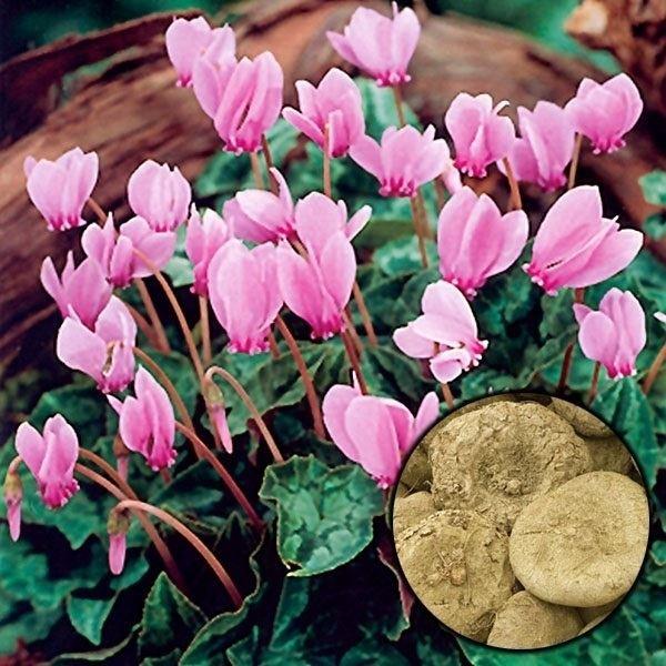 花 植えの人気商品 通販 価格比較 価格 Com