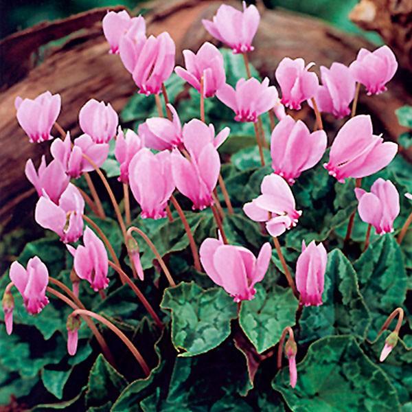 夏植え球根 シクラメン ヘデリフォリウム 桃花 15球 花の球根 国華園 n P1 0086 花と緑 国華園 通販 Yahoo ショッピング