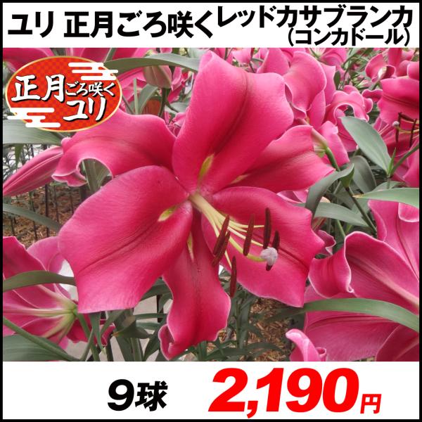 ユリ オリエンタルリリー ユリ 球根 正月ごろ咲くレッドカサブランカ パラッツォ 9球 花ユリ n P1 0093 花と緑 国華園 通販 Yahoo ショッピング