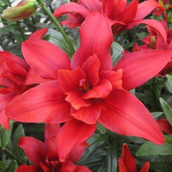 ●学名・英名：Lilium Baid Eagle●商品情報：可愛い八重咲きすかしユリ。無花粉だからお手入れらくらく。●お届け状態：球根●開花期：6月●草丈：中(80-120cm)●耐寒性：強●日照：日なた●栽培適地：庭・鉢・切花●注意事項：...