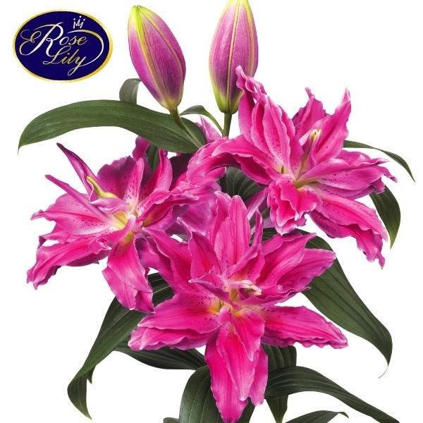 八重咲花ユリ 球根 ローズリリージュリア 6球 花の球根 国華園 百合 オリエンタル百合 オリエンタルユリ オリエンタルリリー n P1 0165 花と緑 国華園 通販 Yahoo ショッピング