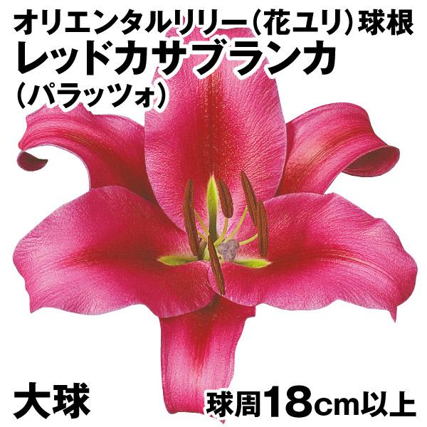 ユリ 球根 オリエンタルリリー 大球 レッドカサブランカ