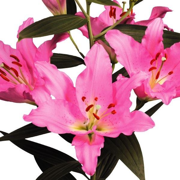 花ユリ 球根 バラージ 10球 百合 オリエンタル百合 オリエンタルユリ オリエンタルリリー n P1 0287 花と緑 国華園 通販 Yahoo ショッピング