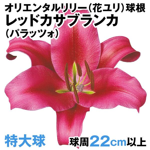 花ユリ 球根 特大球レッドカサブランカ パラッツォ 30球 n P1 0313 花と緑 国華園 通販 Yahoo ショッピング