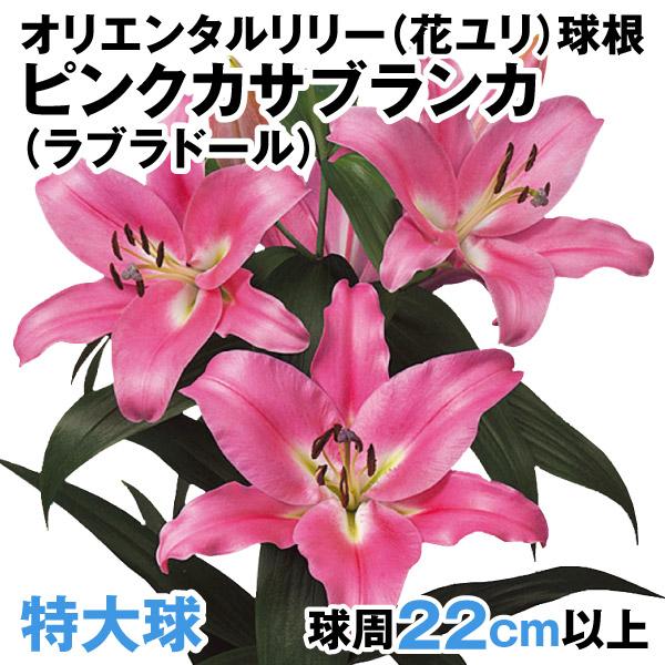 ユリ ピンク 球根の人気商品 通販 価格比較 価格 Com