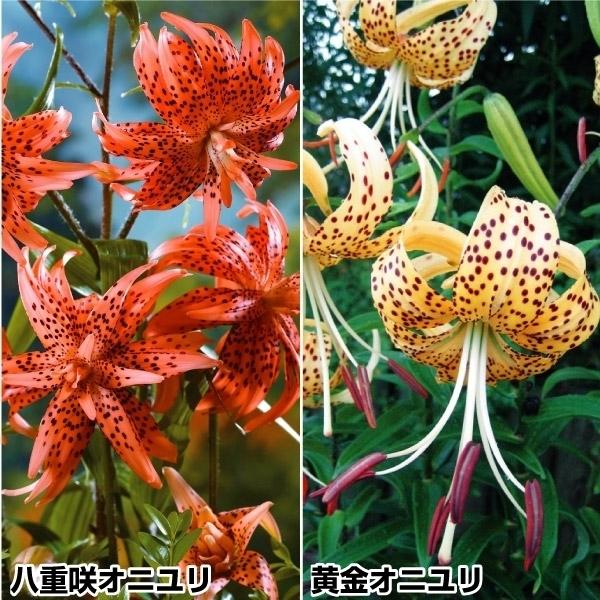 原種ユリ 球根 オニユリセット 2種14球 n P1 0330 花と緑 国華園 通販 Yahoo ショッピング