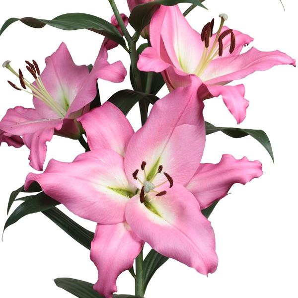 花ユリ 球根 アルバレト 100球 百合 オリエンタル百合 オリエンタルユリ オリエンタルリリー n P1 0395 花と緑 国華園 通販 Yahoo ショッピング