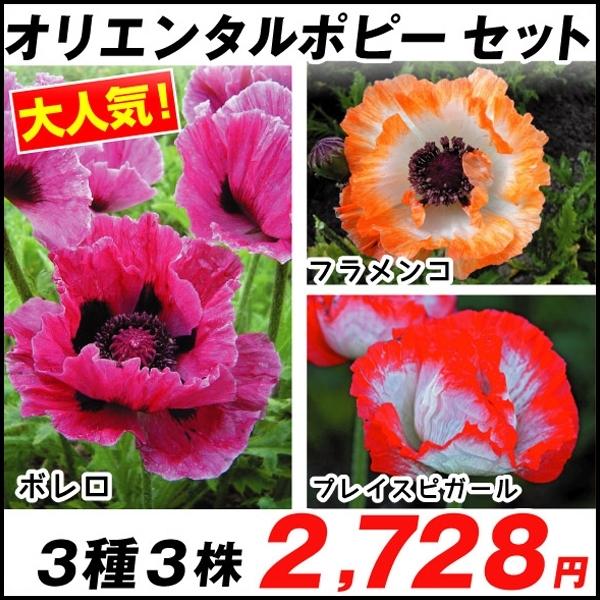 花苗 オリエンタルポピーセット 3種3株 n P2 0011 花と緑 国華園 通販 Yahoo ショッピング