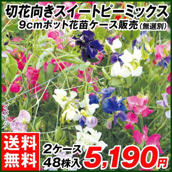 スイートピー 苗の人気商品 通販 価格比較 価格 Com