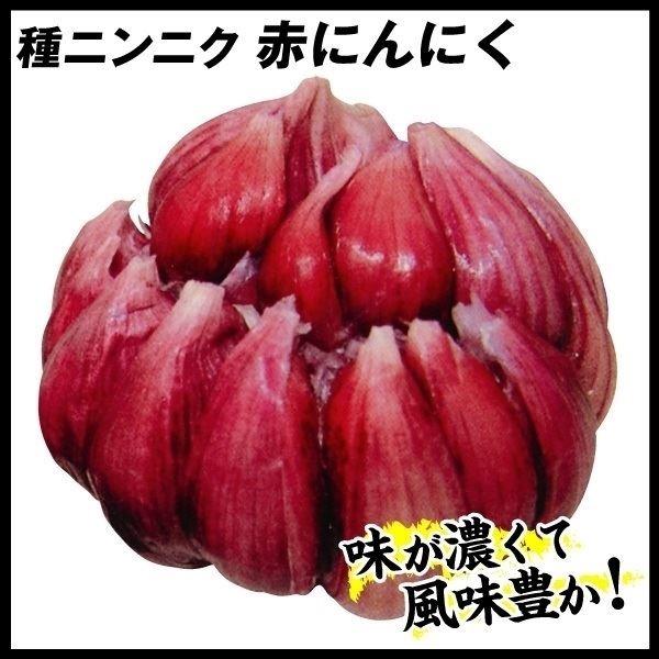 ニンニク 種球 赤にんにく 10片 大蒜 葫 球根 ガーリック 黒ニンニク作りに 家庭菜園 国産 n P3 0045 花と緑 国華園 通販 Yahoo ショッピング