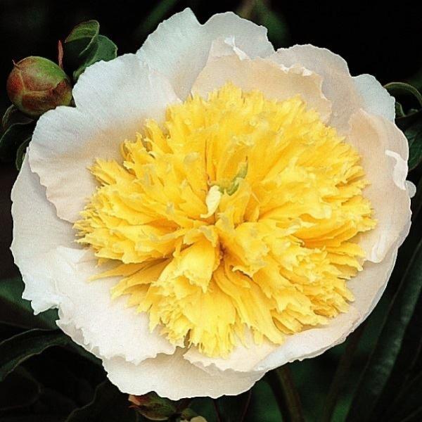 苗 芍薬の人気商品 通販 価格比較 価格 Com