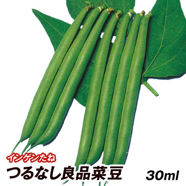 インゲン 種 野菜たね マメ つるなし良品菜豆 1袋 30ml 野菜のタネ 野菜 種子 インゲンの種 豆 インゲン インゲンマメ 隠元 タネ Ytc110 国華園 n P6 0013 花と緑 国華園 通販 Yahoo ショッピング