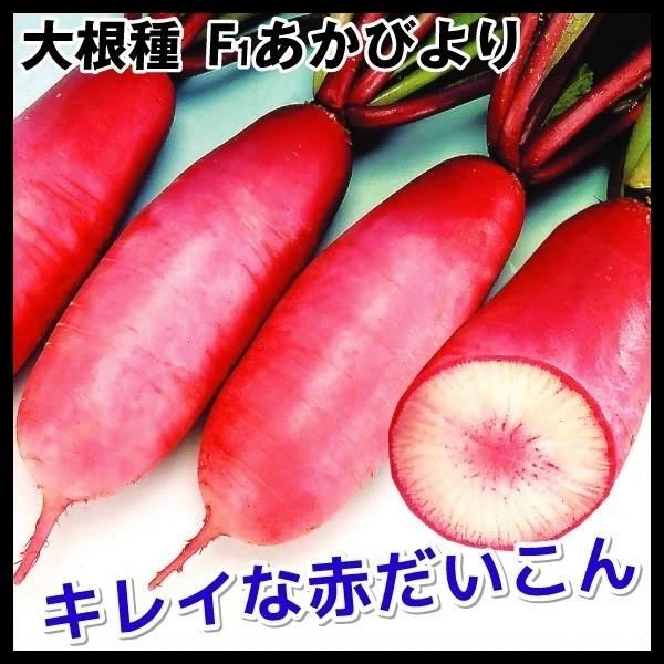 大根 ダイコン 1袋 50粒 F1味いちばん紫 YTC06 タネ 種 野菜たね 最新アイテム タネ 大根 ダイコン 1袋 50粒 F1味いちばん紫 YTC06 タネ 種 野菜たね 最新アイテム タネ