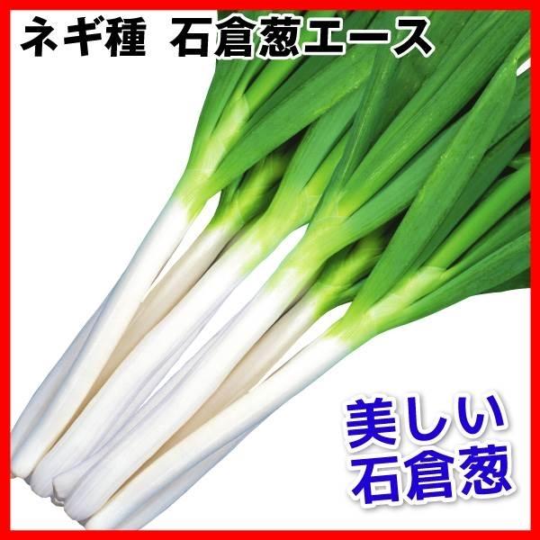 種 野菜たね ネギ 石倉葱エース 1袋 20ml 野菜の種 国華園 2020n P6 0049 花と緑 国華園 通販 Yahoo ショッピング
