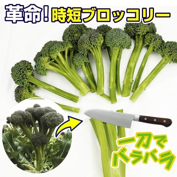 種 野菜たね ブロッコリー F1一発ブロッコリー 1袋 30粒 野菜の種 国華園 n P6 0060 花と緑 国華園 通販 Yahoo ショッピング