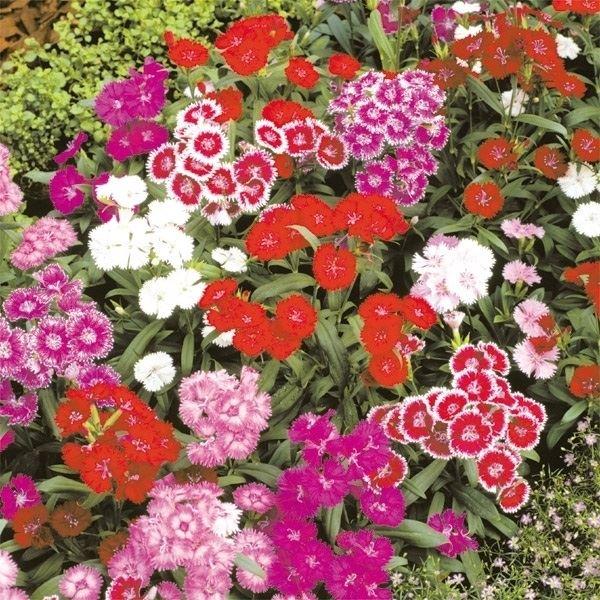 種 花たね ナデシコ テルスター混合 1袋 50mg n P7 0005 花と緑 国華園 通販 Yahoo ショッピング