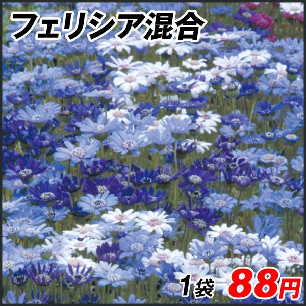 種 花たね フェリシア フェリシア混合 1袋 100mg n P7 0006 花と緑 国華園 通販 Yahoo ショッピング