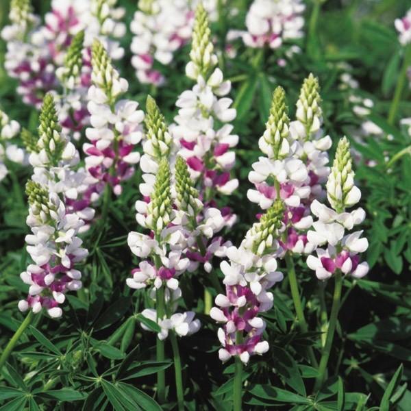 種 花たね ルピナス ピンクフェアリー 1袋 粒 n P7 0025 花と緑 国華園 通販 Yahoo ショッピング