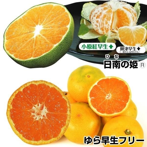 温州みかん 苗木 極旨 早生みかんセット 2種2株 みかん苗 みかんの木 みかん苗木 早生みかん 柑橘 果樹苗 国華園 n P8 0040 花と緑 国華園 通販 Yahoo ショッピング