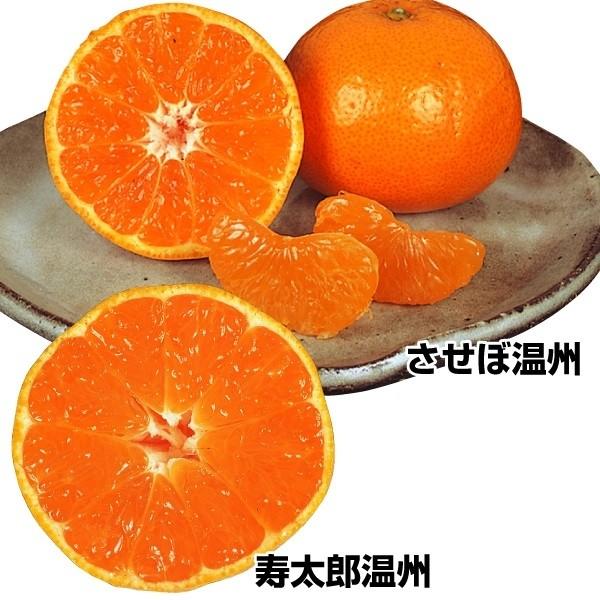 温州みかん 苗木 絶品 高級みかんセット 2種2株 みかん苗 みかんの木 みかん苗木 晩生みかん 柑橘 果樹苗 国華園 n P8 0044 花と緑 国華園 通販 Yahoo ショッピング