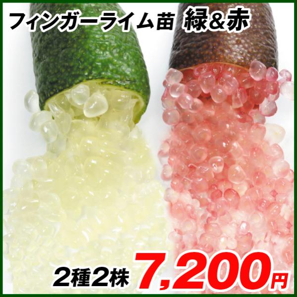 植木 盆栽 フィンガーライムの人気商品 通販 価格比較 価格 Com