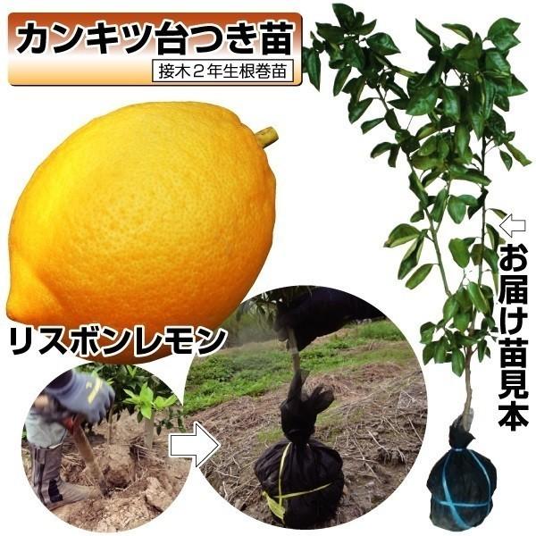 レモン 苗木 リスボンレモン 台つき 1株 檸檬 レモンの木 レモン苗 柑橘 果樹苗 国華園 n P8 0055 花と緑 国華園 通販 Yahoo ショッピング