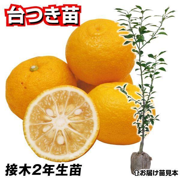 植木 盆栽 ゆずの人気商品 通販 価格比較 価格 Com