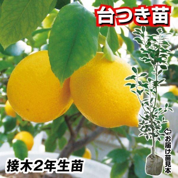 植木 盆栽 レモン 苗木の人気商品 通販 価格比較 価格 Com