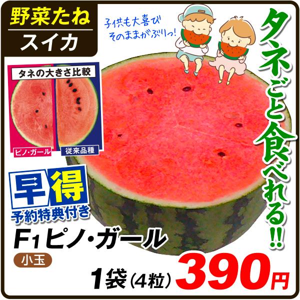 種 早得対象商品 小玉スイカ F1ピノ ガール 1袋 4粒 送料グループ 早得たね 21 10p6 0009 花と緑 国華園 通販 Yahoo ショッピング