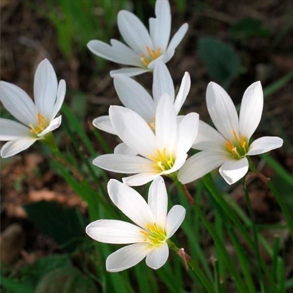 ●学名・英名：Zephyranthes Candida●商品情報：ゼフィランサスは自然に分球しどんどんふえるから、花壇の縁取りなどに最適です。早秋〜晩秋にかけて次々と咲き続けます。ヒガンバナ科。原産地は中南米。●お届け状態：球根(開花見込み...