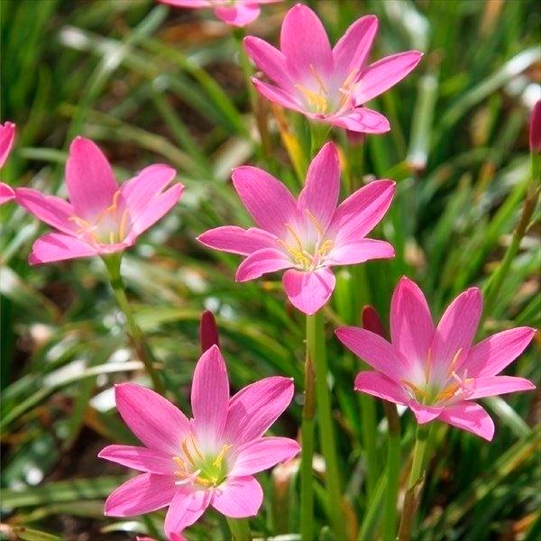 ●学名・英名：Zephyranthes Rosea●商品情報：ゼフィランサスは自然に分球しどんどんふえるから、花壇の縁取りなどに最適です。夏〜秋にかけて次々と咲き続けます。ヒガンバナ科。原産地は中南米。●お届け状態：球根(開花見込みサイズ)...