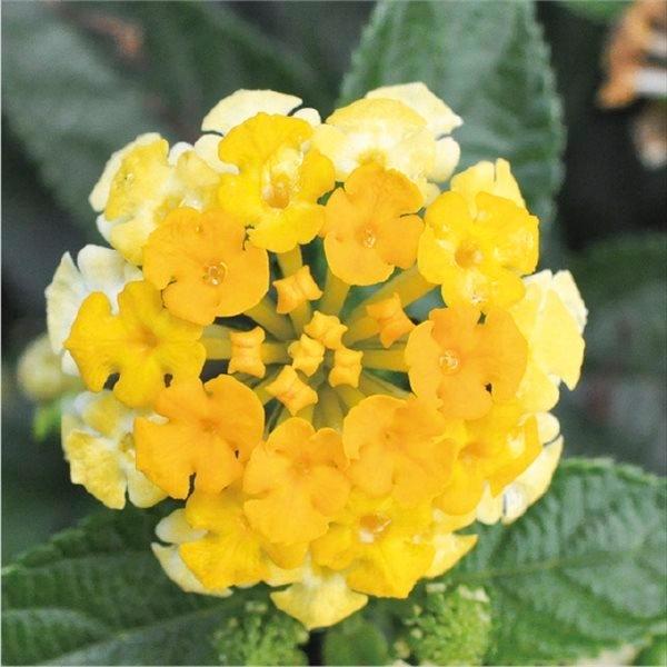 同梱不可 2株 ランタナ 植物 観葉植物