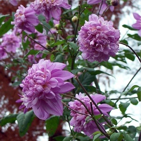 皇帝ダリア 苗 ダブルインペリアリス 八重咲き 1株 花苗 皇帝ダリアの苗 21 3p2 0029 花と緑 国華園 通販 Yahoo ショッピング