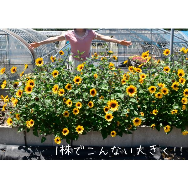 ヒマワリ 苗 サンビリーバブル ブラウンアイガール 2株 花苗 ひまわりの苗 花の苗 国華園 Buyee Buyee 提供一站式最全面最專業現地yahoo Japan拍賣代bid代拍代購服務 Bot Online