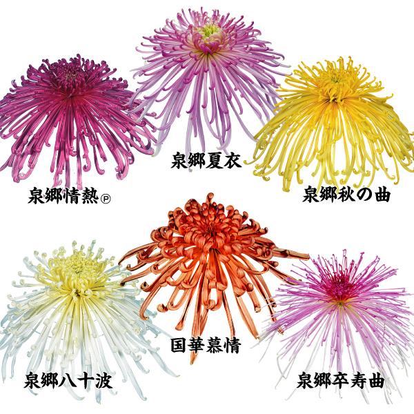 菊苗 大菊 大銘花管物スペシャルセット 6種6芽 国華園 21 P0 0229 花と緑 国華園 通販 Yahoo ショッピング