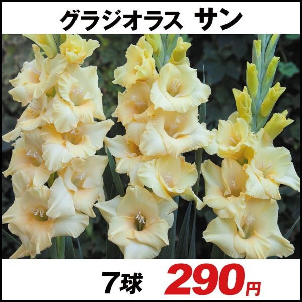 上品な 白 桃 ３個 白桃3 春植え球根 初夢 インテリア小物 グラジオラス Gekiyasu Honmono