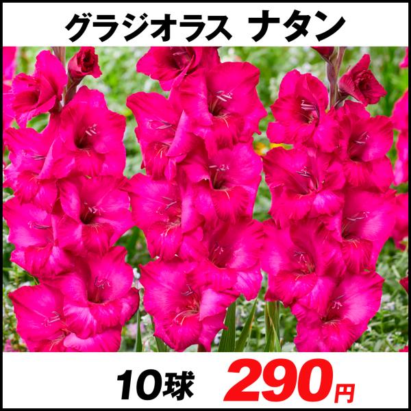 春植え球根 グラジオラス ナタン外 5球 国華園 21 P1 0031 花と緑 国華園 通販 Yahoo ショッピング