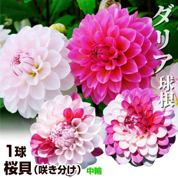 花と緑 国華園 ダリア 球根 Yahoo ショッピング