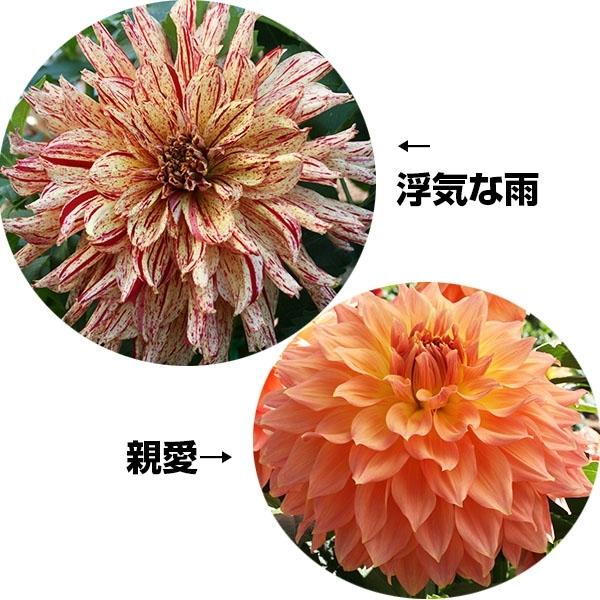 春植え球根 ダリア おすすめ大輪セット 2種2球 各1球 国華園 21 P1 0060 花と緑 国華園 通販 Yahoo ショッピング