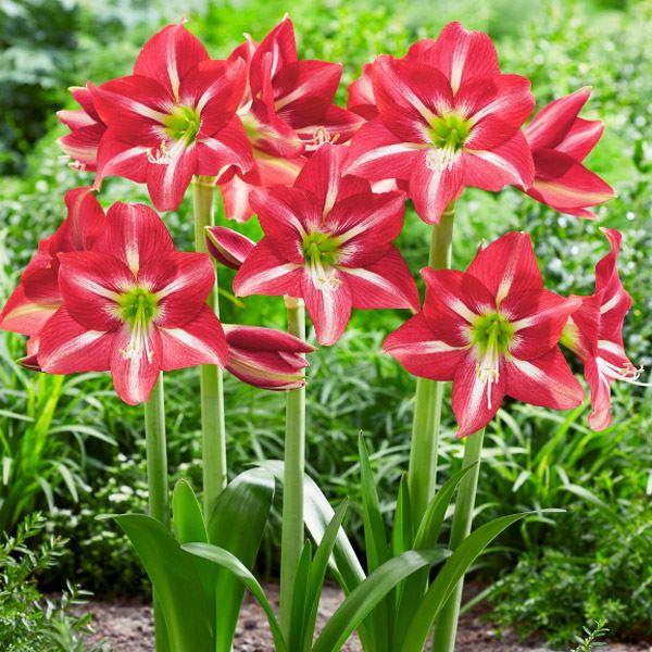 球根 アマリリス 球根の人気商品 通販 価格比較 価格 Com