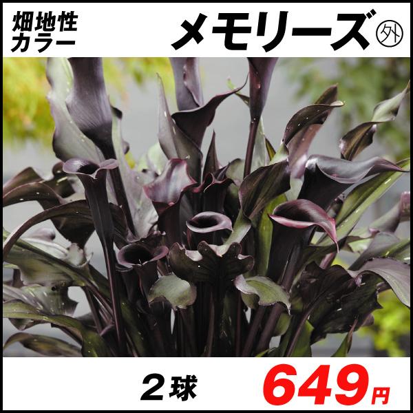 春植え球根 畑地性カラー メモリーズ外 2球 国華園 21 P1 0086 花と緑 国華園 通販 Yahoo ショッピング