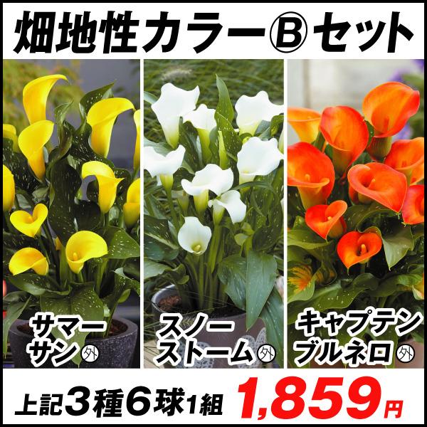 春植え球根 畑地性カラー Bセット 3種6球 各2球 国華園 21 P1 0099 花と緑 国華園 通販 Yahoo ショッピング