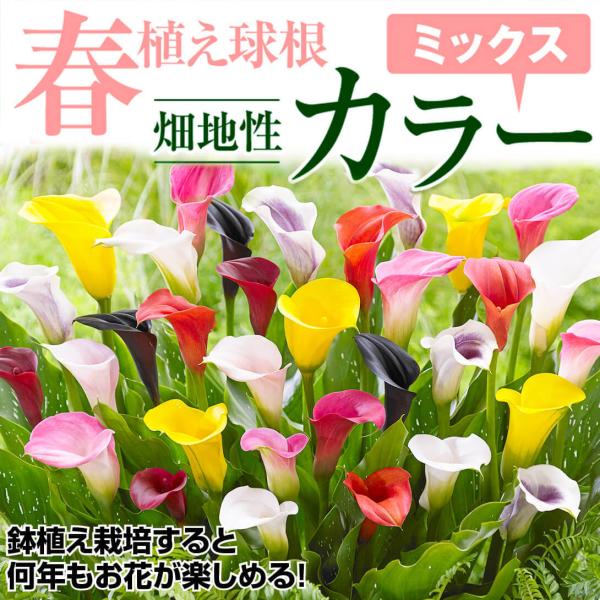 kokkaen_2021-p1-0101_1