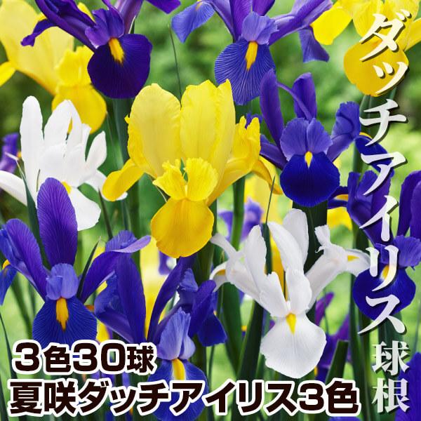 春植え球根 夏咲ダッチアイリス 3色セット 3色30球 各10球 国華園 21 P1 0134 花と緑 国華園 通販 Yahoo ショッピング