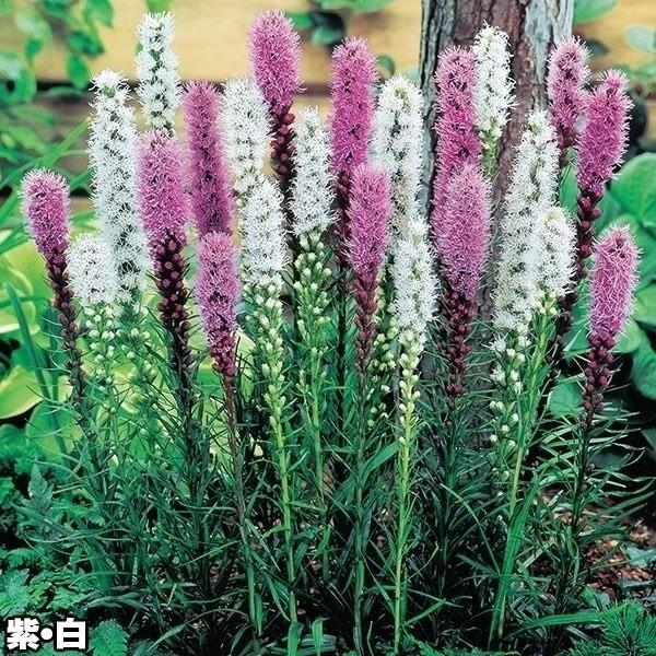 セット内容スピカタ 紫花、スピカタ 白花●学名・英名：Liatris spicata●商品情報：リアトリスは、性質が強く耐寒性もあり数年は植えっぱなしOK! お盆やお彼岸の切花に重宝します。群植にしてもステキ。キク科。●お届け状態：球根(球...